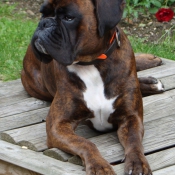 Photo de Boxer