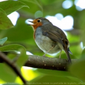 Photo de Rouge gorge