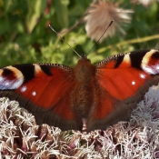 Photo de Papillon - paon du jour