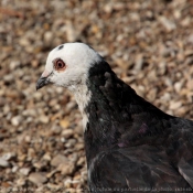 Photo de Pigeon