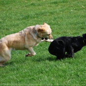 Photo de Labrador retriever