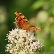 Photo de Papillon