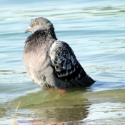 Photo de Pigeon