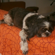 Photo de Shih tzu