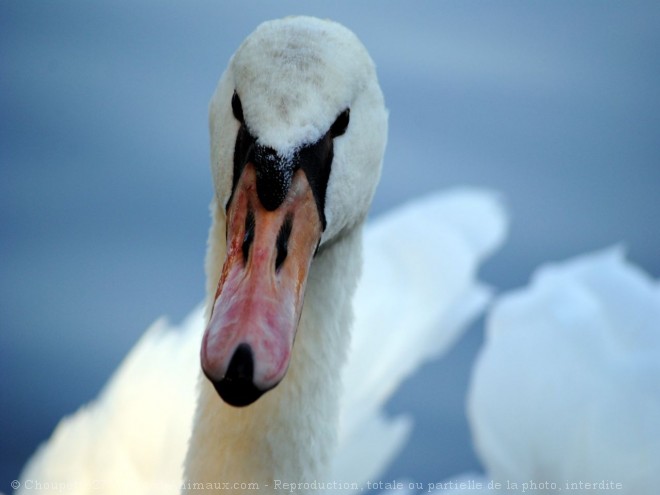 Photo de Cygne