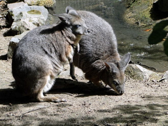 Photo de Wallaby