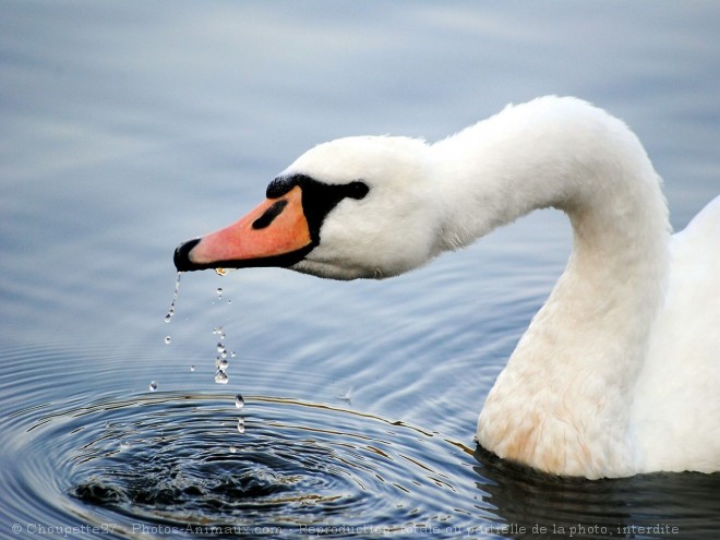 Photo de Cygne