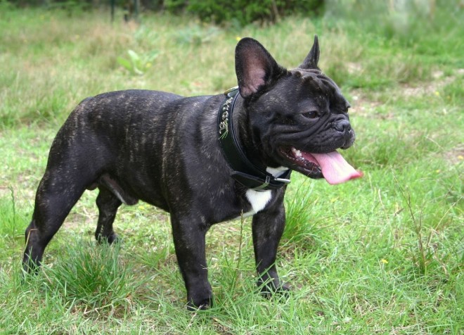 Photo de Bouledogue franais