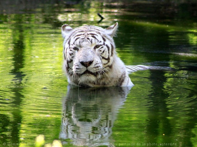 Photo de Tigre