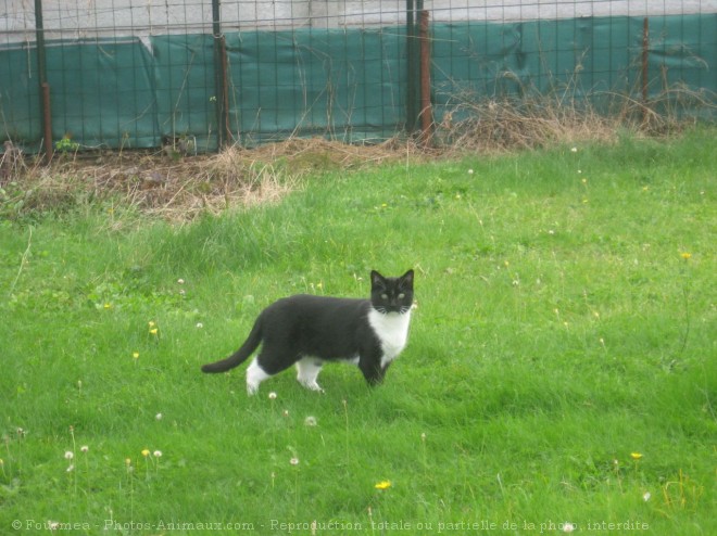 Photo de Chat domestique