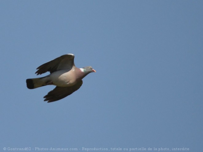 Photo de Pigeon - ramier