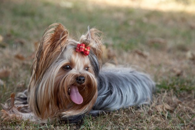 Photo de Yorkshire terrier