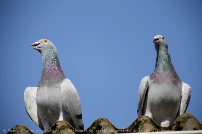 Photo de Pigeon