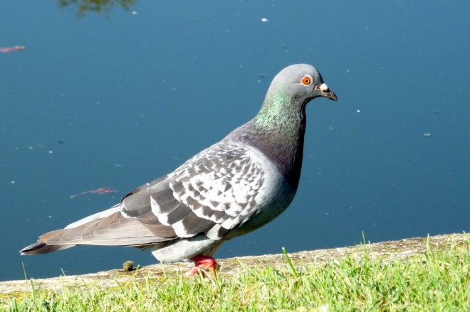 Photo de Pigeon