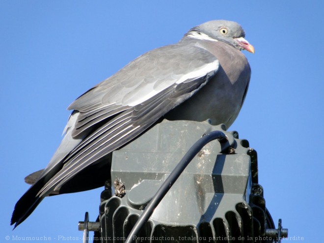 Photo de Pigeon