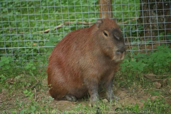 Photo de Cabiai ou capybara