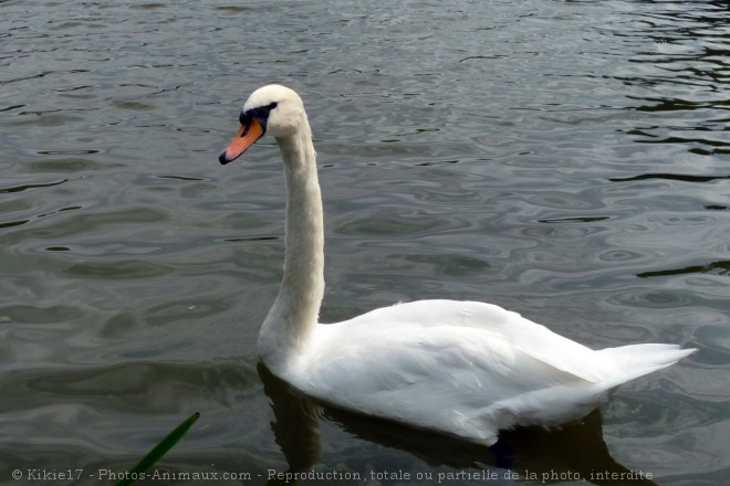 Photo de Cygne