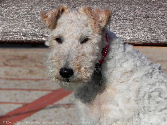 Photo de Fox terrier  poil dur