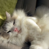 Photo de Ragdoll