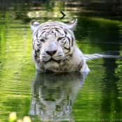 Photo de Tigre