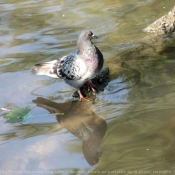 Photo de Pigeon