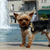 Photo de Yorkshire terrier