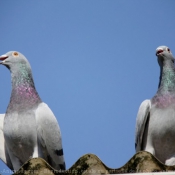 Photo de Pigeon