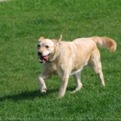 Photo de Labrador retriever