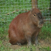 Photo de Cabiai ou capybara