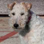 Photo de Fox terrier  poil dur