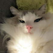 Photo de Ragdoll