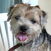 Photo de Border terrier