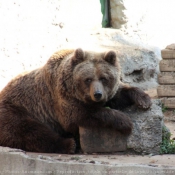 Photo d'Ours