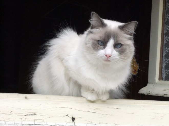 Photo de Ragdoll