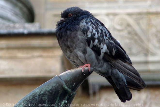 Photo de Pigeon