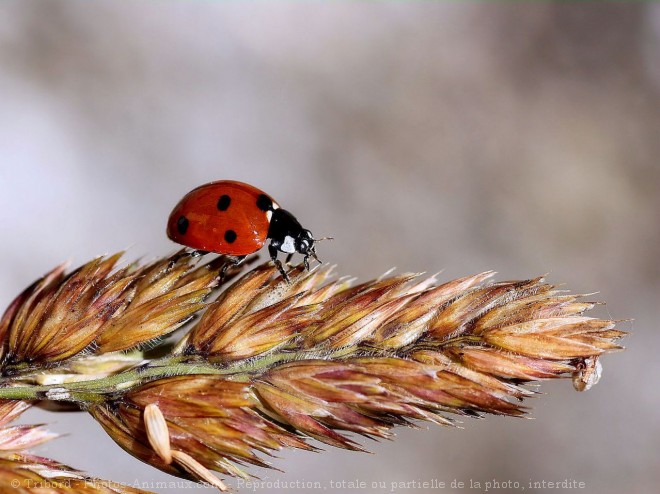 Photo de Coccinelle