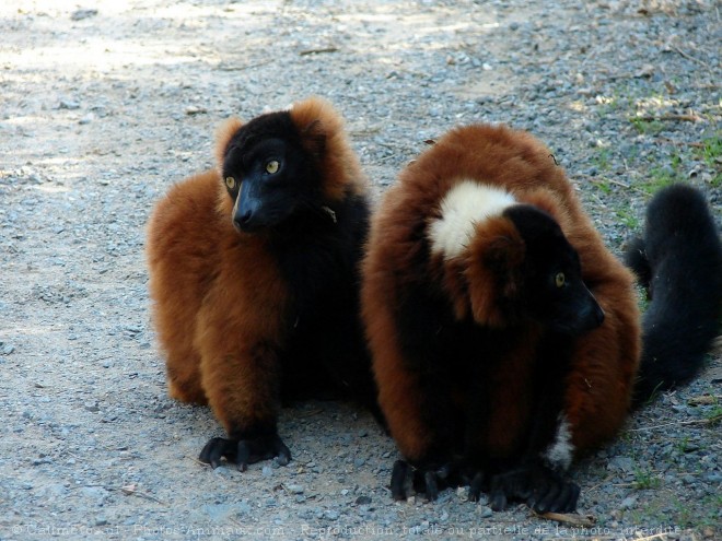 Photo de Lmurien - maki vari roux