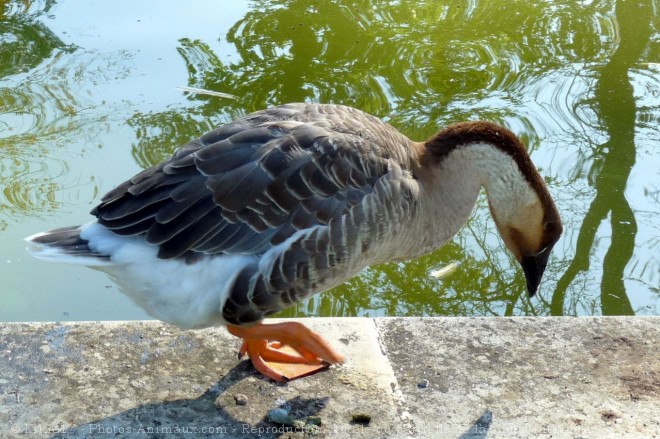 Photo d'Oie de guine