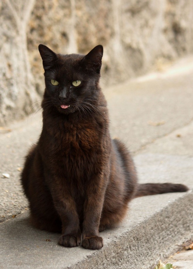 Photo de Chat domestique