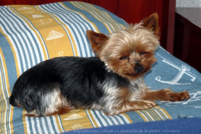 Photo de Yorkshire terrier