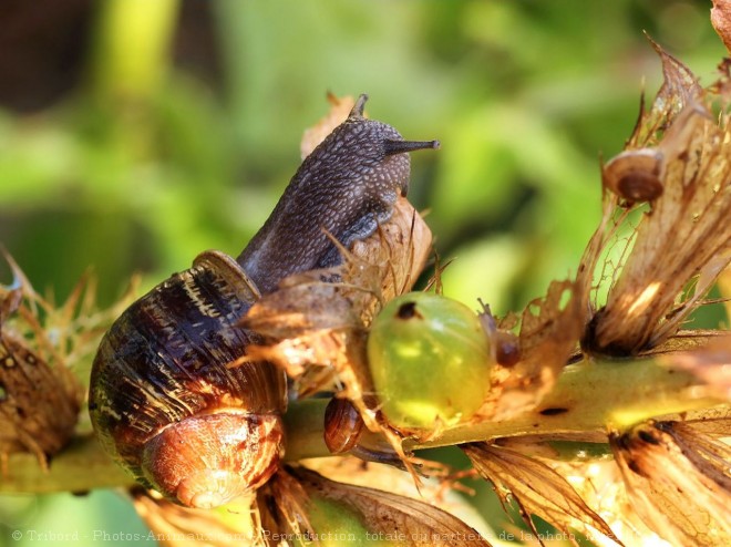 Photo d'Escargot