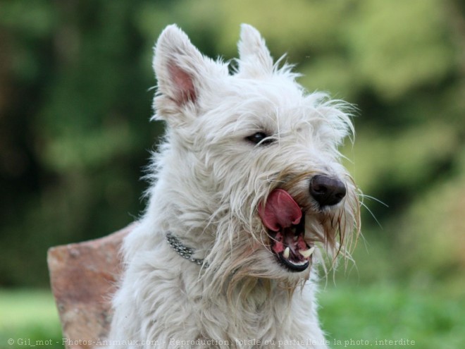 Photo de Scottish terrier