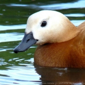 Photo de Canard tadorne casarca