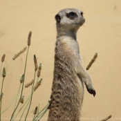 Photo de Suricate