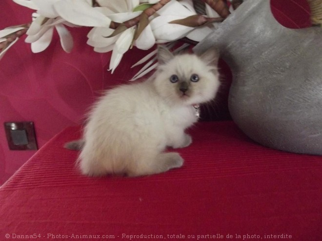 Photo de Ragdoll