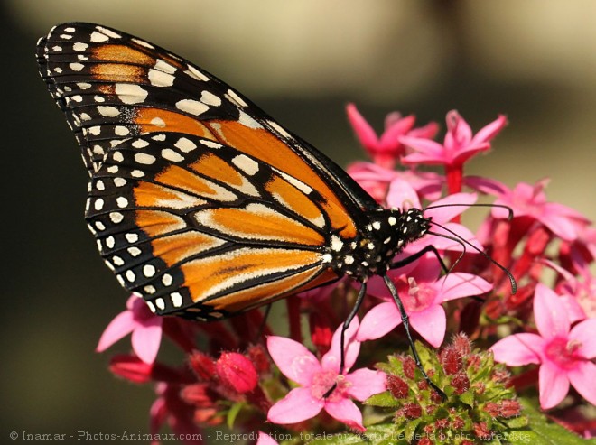 Photo de Papillon