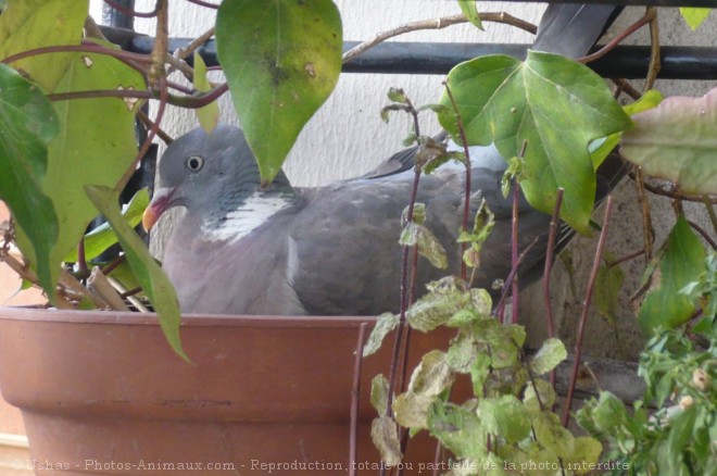 Photo de Pigeon - ramier