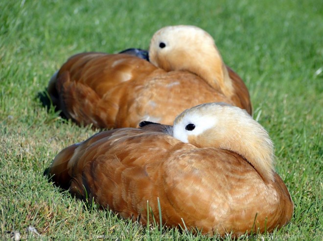 Photo de Canard tadorne casarca