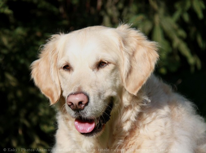 Photo de Golden retriever