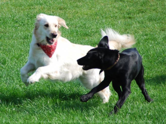 Photo de Races diffrentes